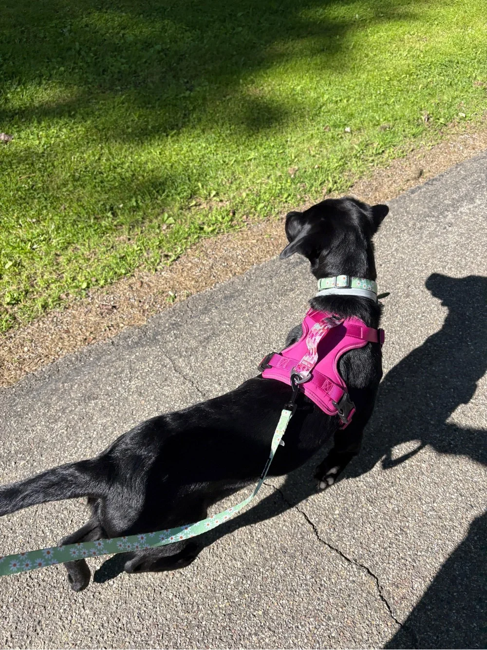 Dog harness size medium used for 6 weeks